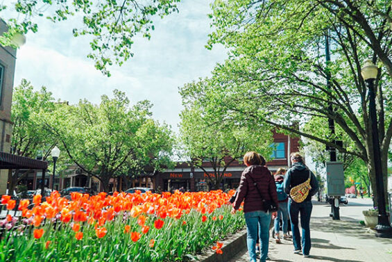 Tulips Blooming in Holland, Michigan