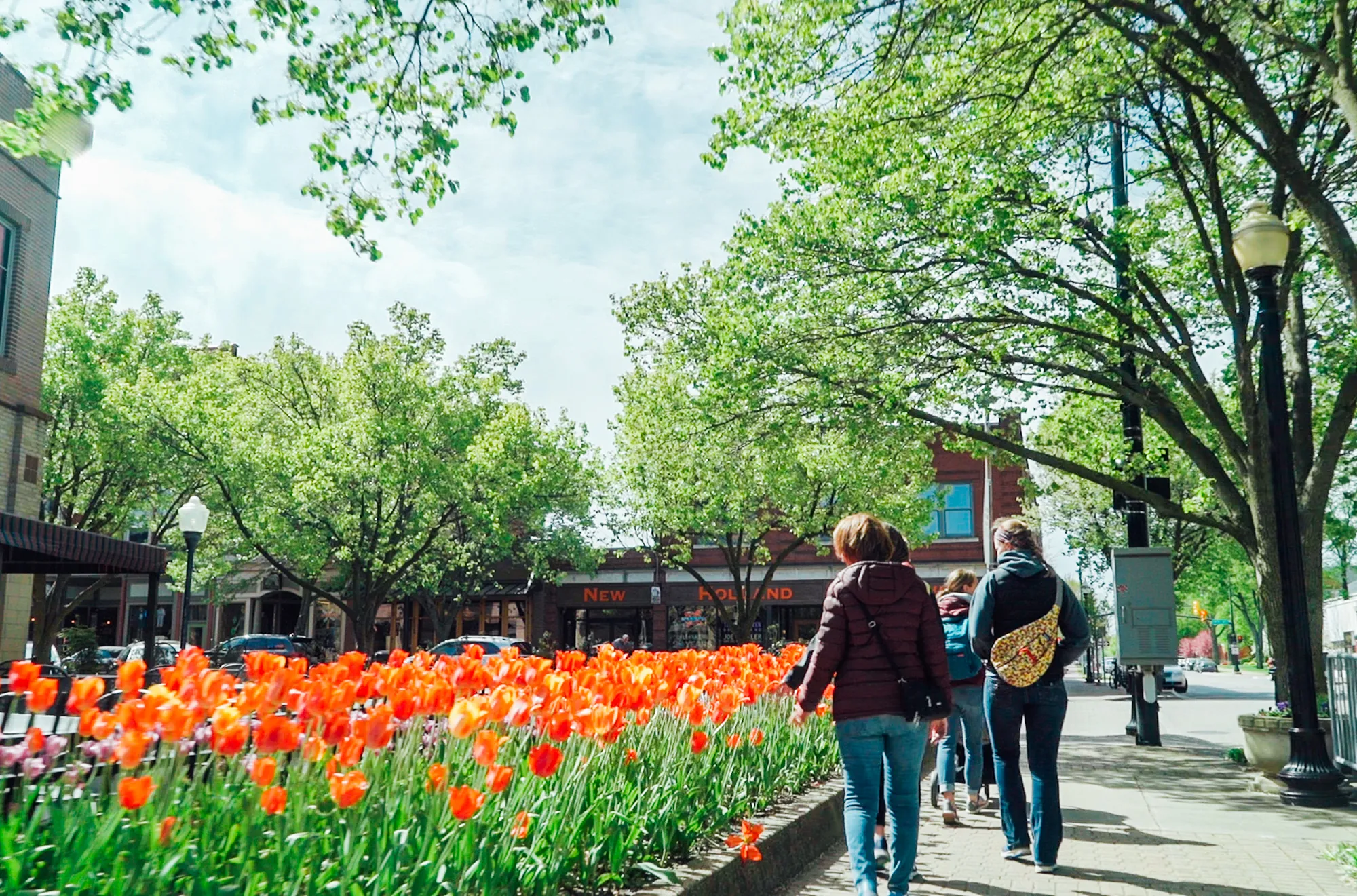 People walking by the tulips in bloom in downtown Holland, MI
