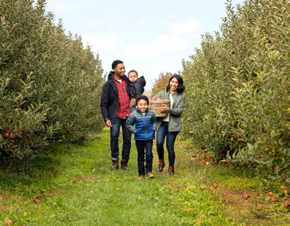 Family picking apples