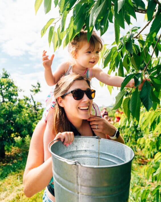 Mother holds daughter on her shoulders so she can pick fresh cherries.