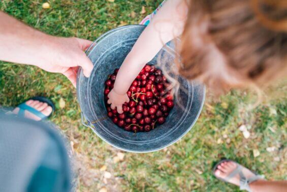 Mother and daughter fill a tin bucket with cherries.