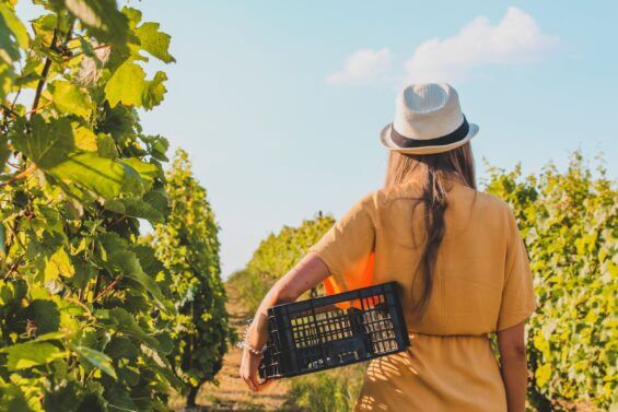 Woman walking down a vineyard row with a black crate.