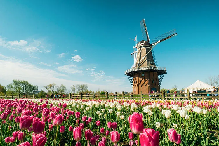 Tulip Time Holland Festival